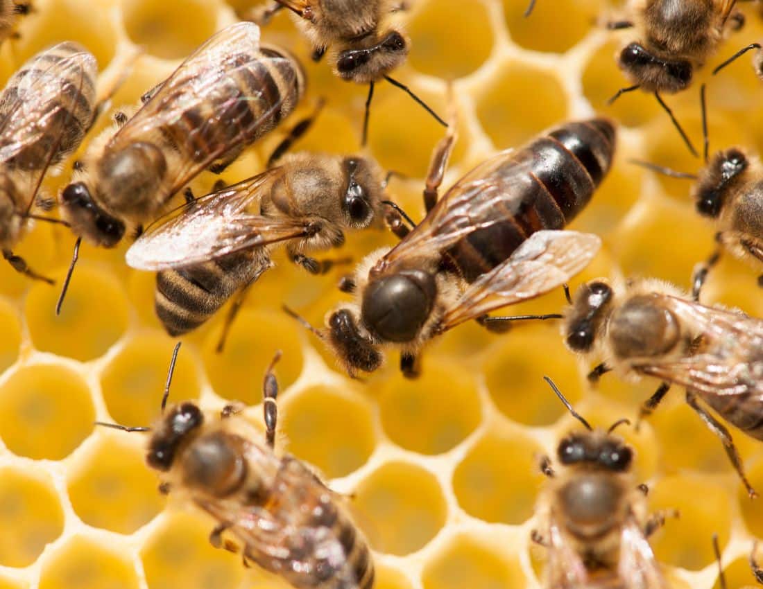 Bees