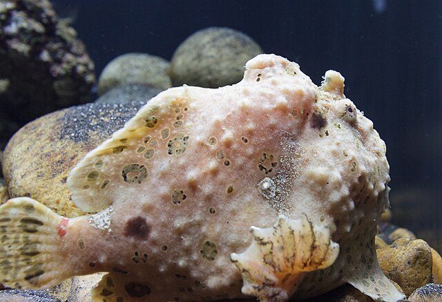Frogfish