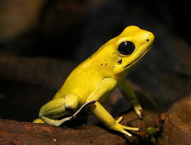 A Golden Poison Frog on a leaf