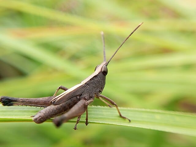 Grasshoppers