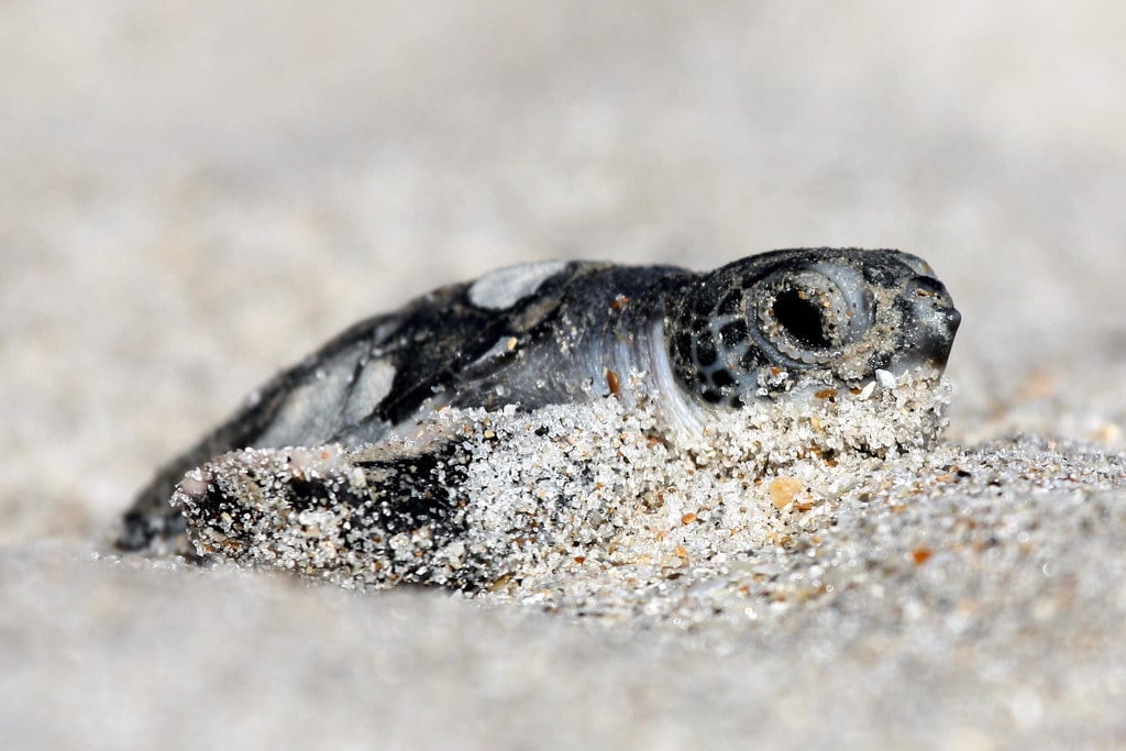 Hatchling green sea turtle