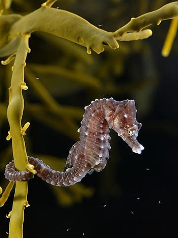 Seahorses