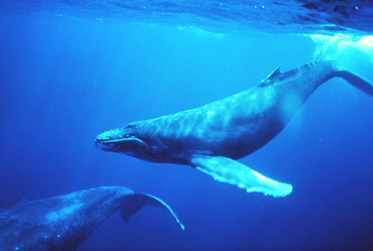 Humpback whales