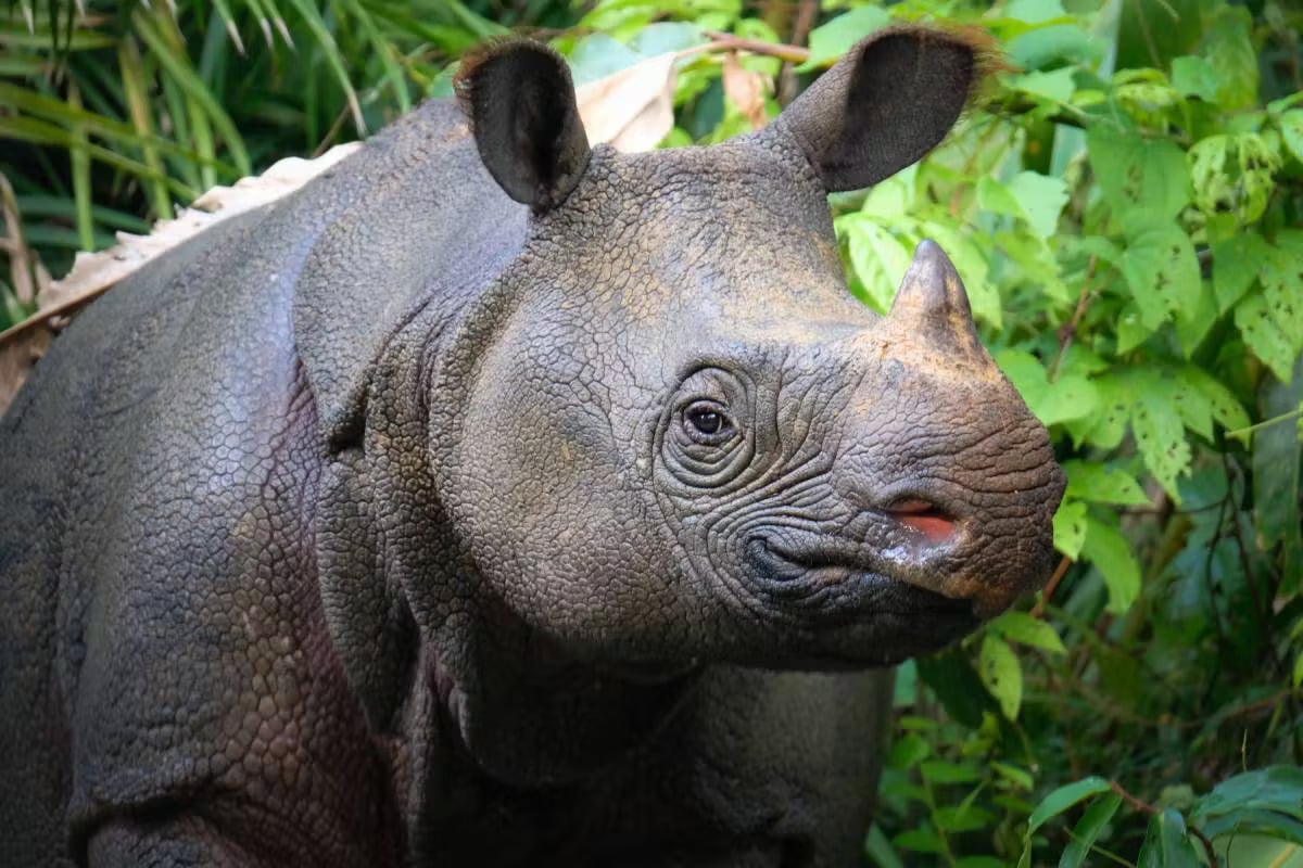 Top 10 Endangered Animals - Smore Science