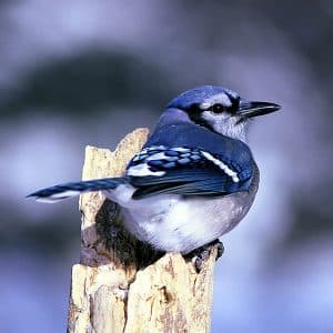 Jays