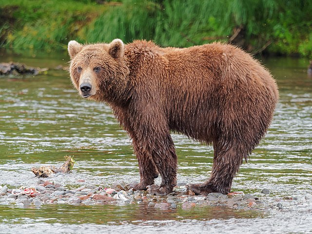Bears