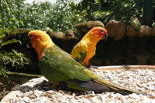 Parrots