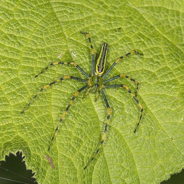 Spider