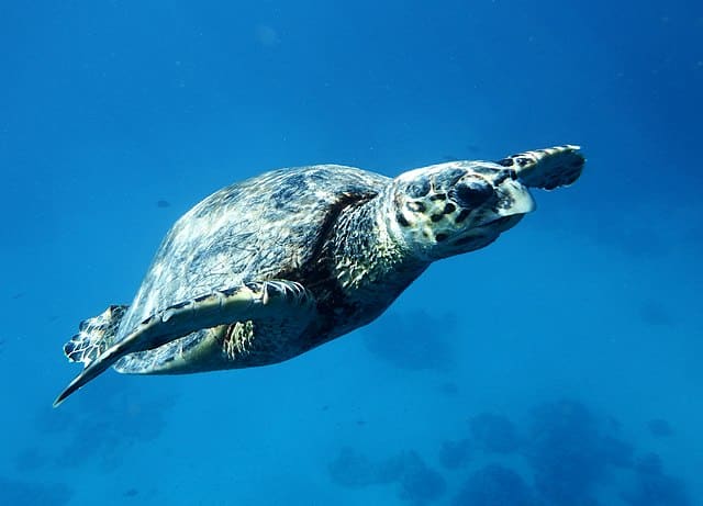 Hawksbill Turtle