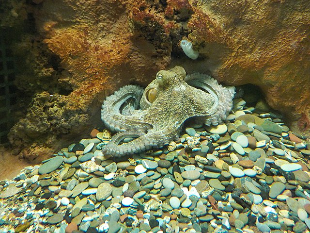 Octopuses