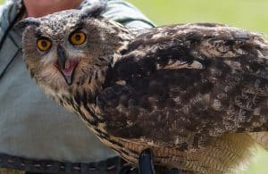 Top 10 Animals with the Best Eyesight - Smore Science