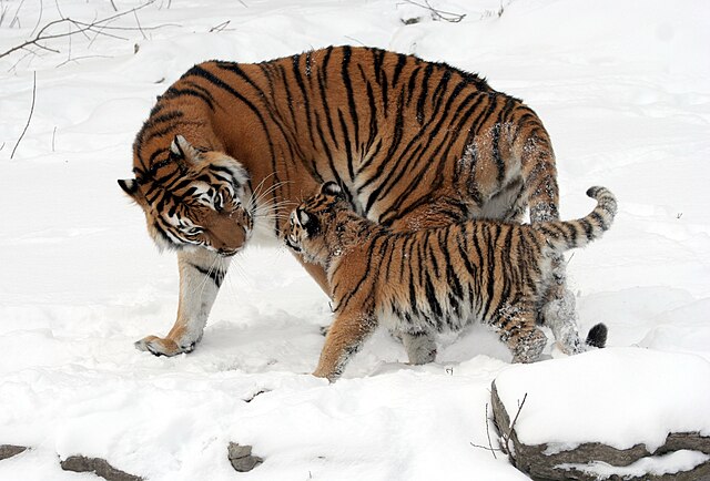 Siberian Tiger