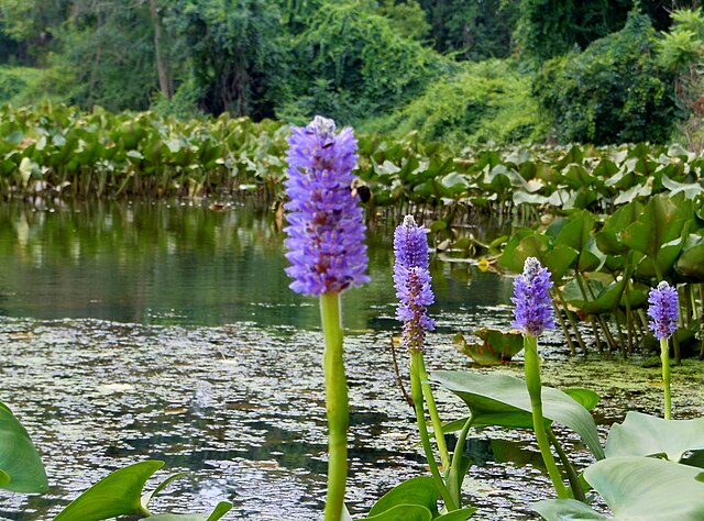 Pickerelweed plants growing near a river