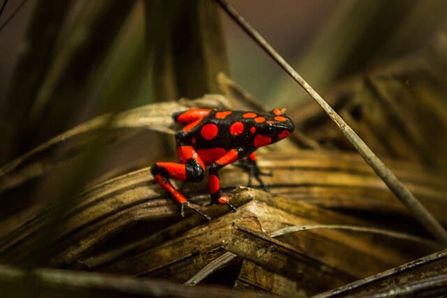 Poison Dart Frogs