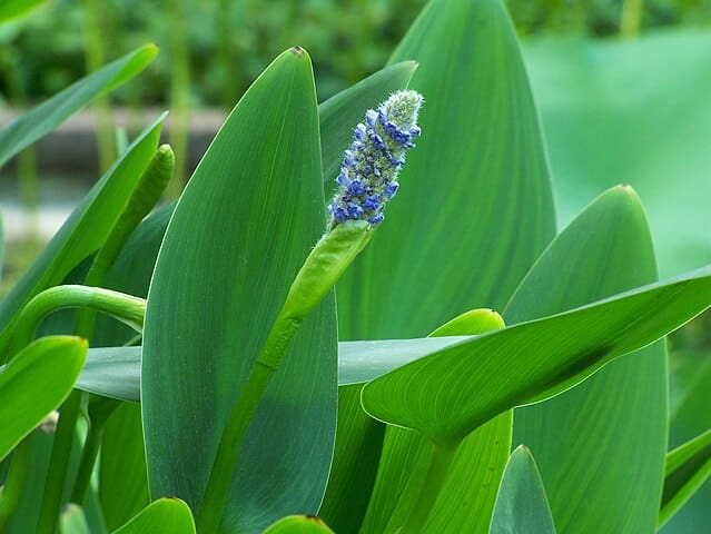 Heart shaped leaf of pickerelweed.