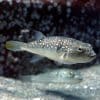 Unique Animal Defense Mechanisms - Smore Science