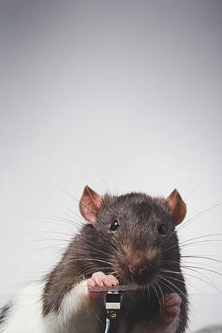 Rats