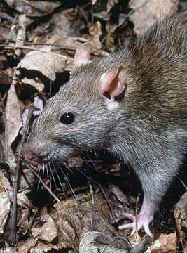 rat