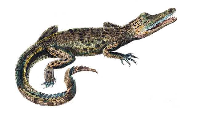 A Saltwater Crocodile lying in wait.