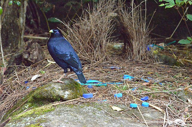 Bowerbirds