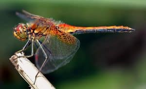 Top 10 Animals with the Best Eyesight - Smore Science
