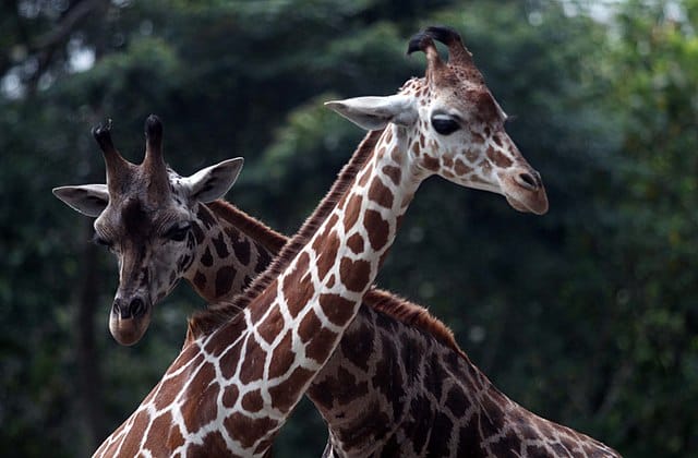 Giraffes