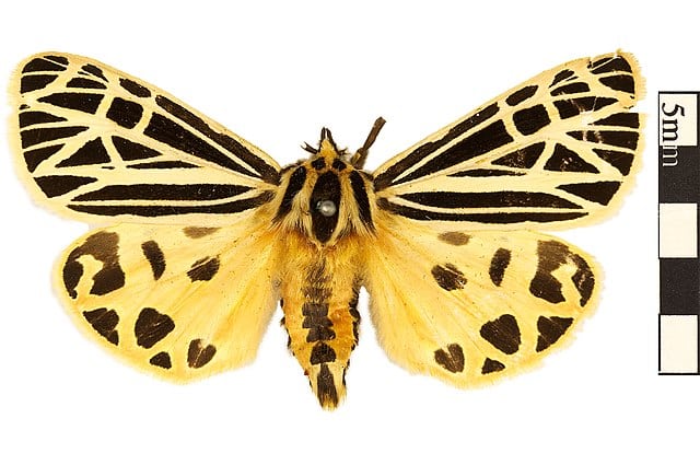 Moths