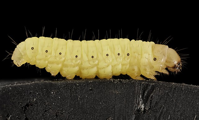 Waxworms