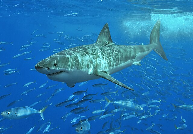 A Great White Shark swimming in the ocean.