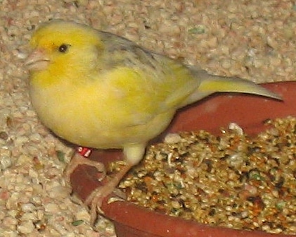 Canaries