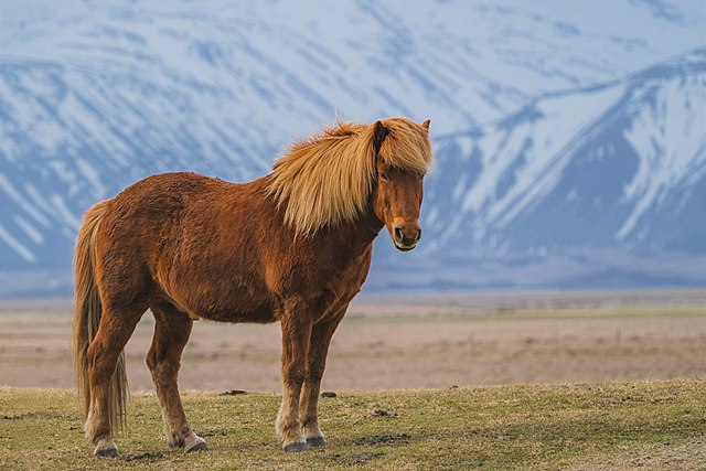 Horses
