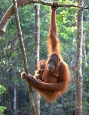 Top 10 Endangered Animals - Smore Science
