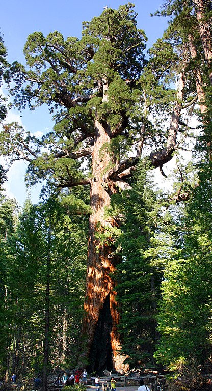 A Giant Sequoia Tree in Yosemite