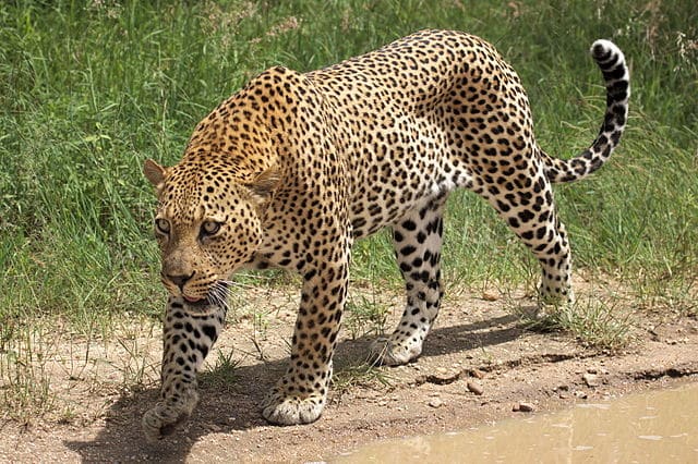 African leopard