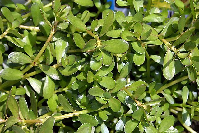 Bacopa caroliniana