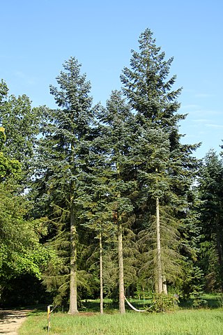 A Noble Fir Tree.