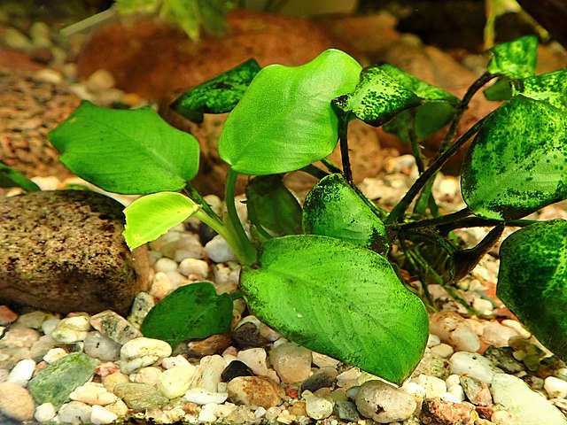 Anubias barteri
