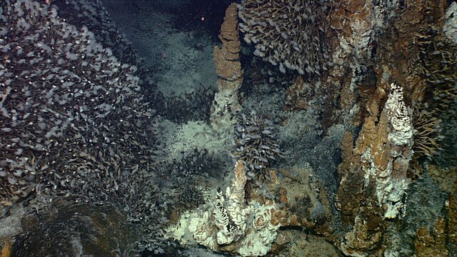Barnacles