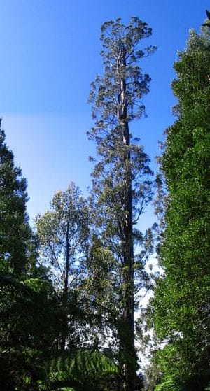 The Centurion Tree.