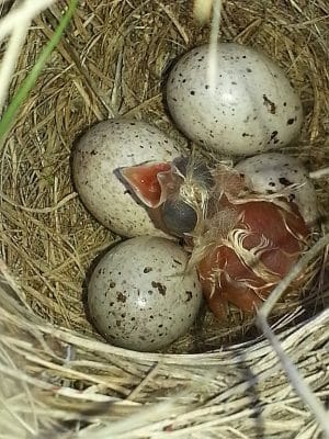Transformation of eggs into hatchling