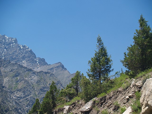 Cupressus