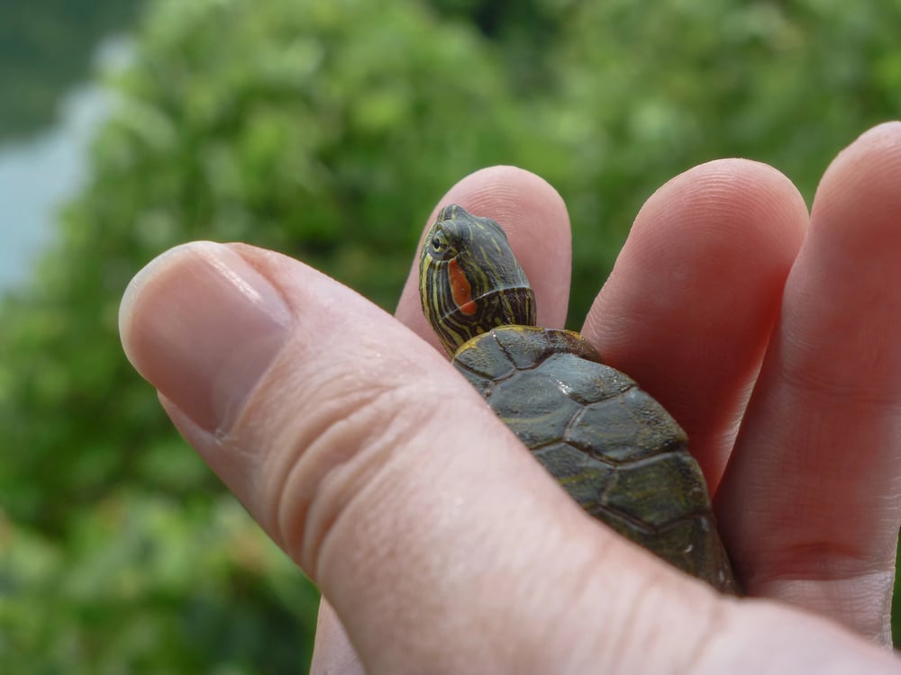 Small turtle on a hand