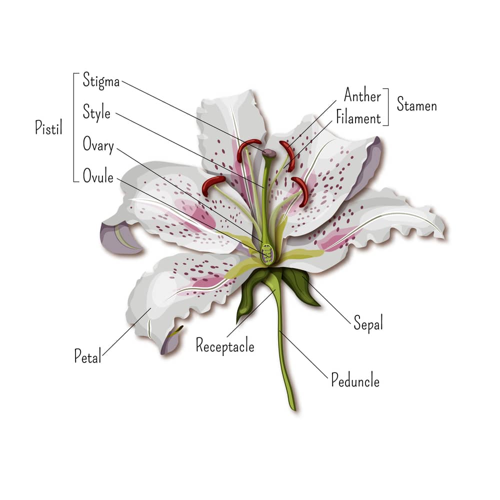 Parts of the flower infographics
