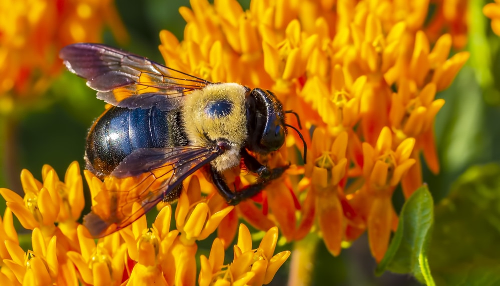 A carpenter bee