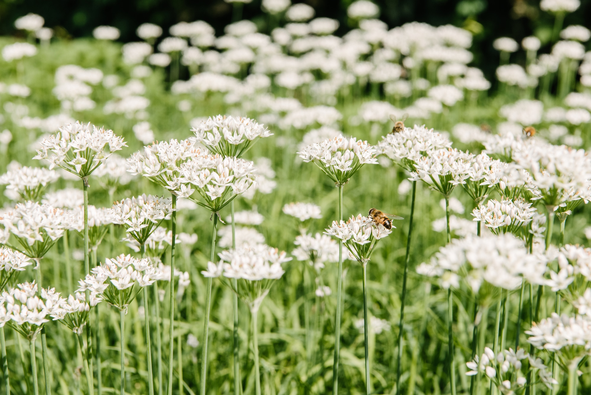 Flowers and bees
