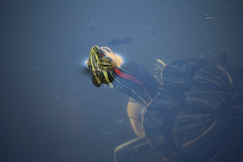 Red-eared slider