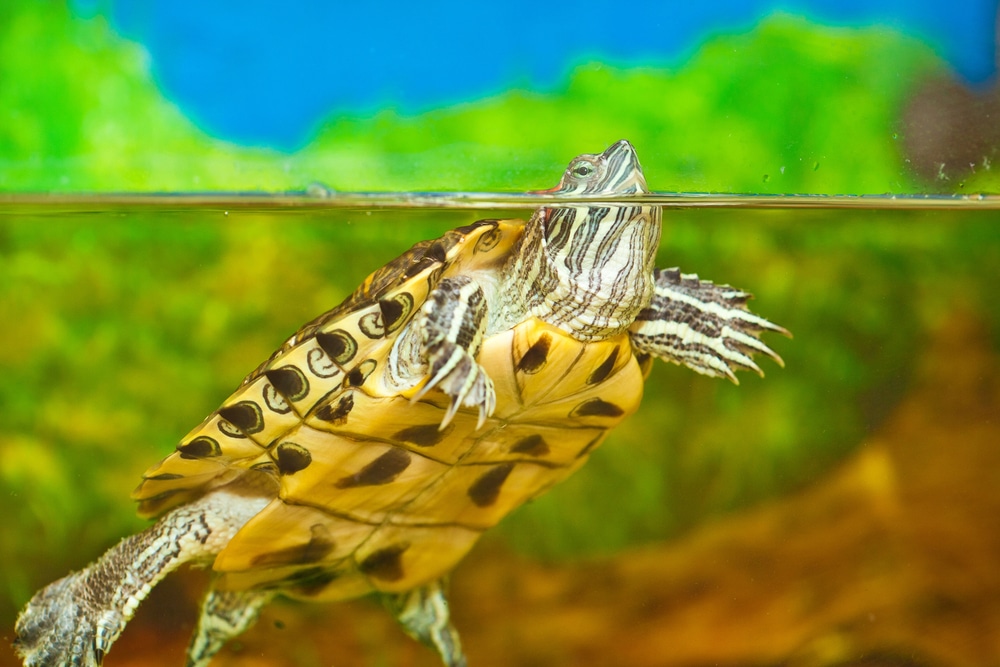 Red-eared slider swimming in an aquarium