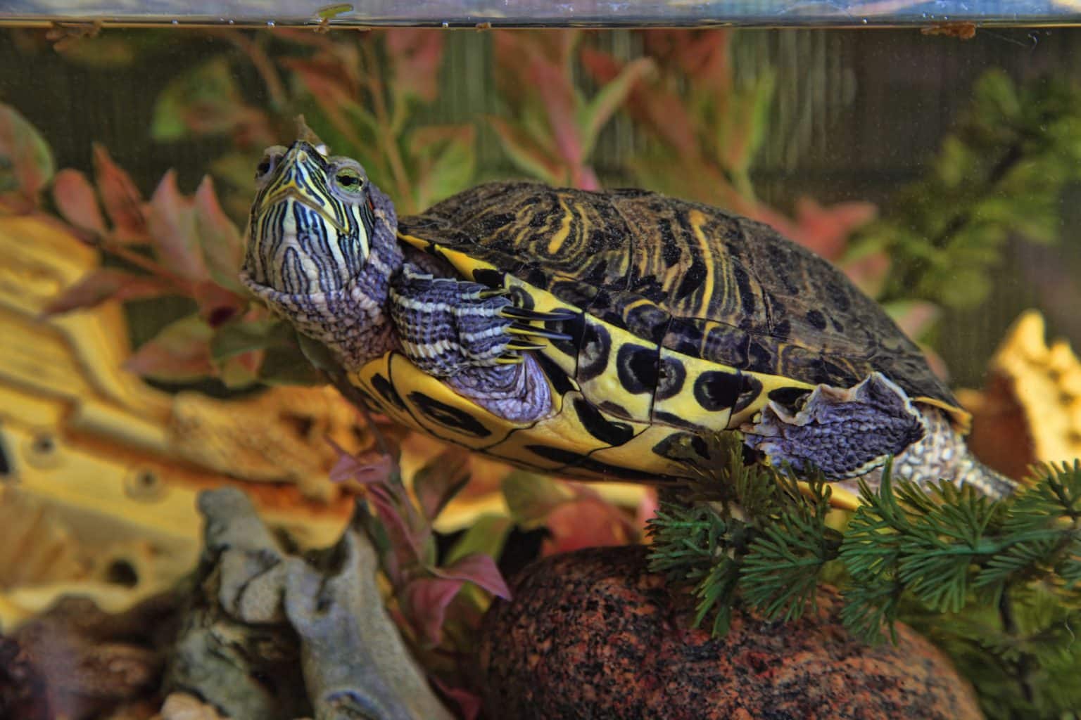 Red-Eared Slider Lifespans: How Long Do These Turtles Live? - Smore Science