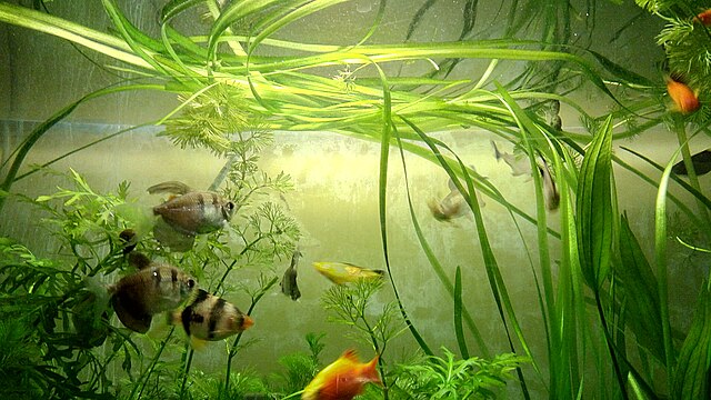 Fish Aquarium