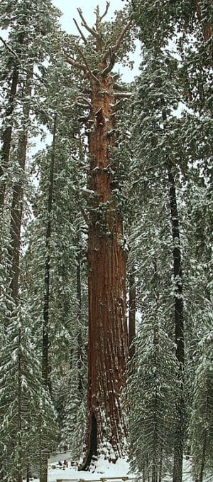A Giant Sequoia Tree from Sequoia National Forest.